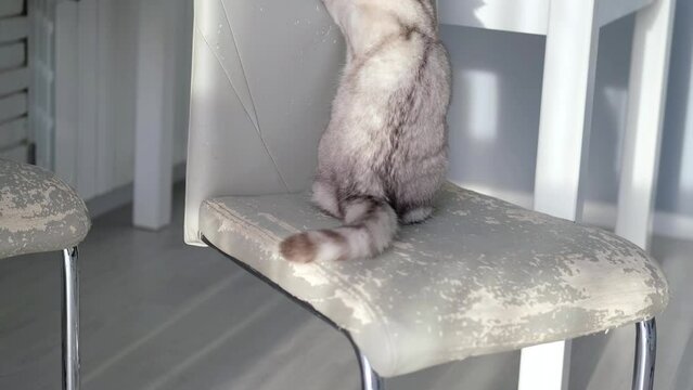 The kitten sharpens its claws on the back of a chair. The cat spoils the furniture in the house with its claws.