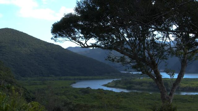 Famous mangroves of Amami Island - picturesque nature scene, Japan