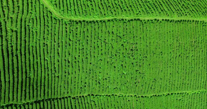 aerial view of flying drone,Spring green tea plantations terrace farm on the mountain scenery in Thailand.	