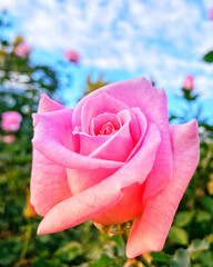 ピンク色の薔薇と青空