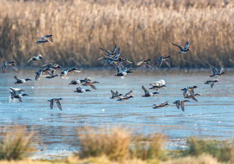 Northern Shoveler, Spatula clypeata, Northern Pintail, Anas acuta and Eurasian Wigeon, Mareca penelope, birds in flight, Devon, England