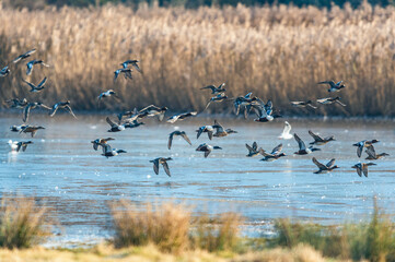 Northern Shoveler, Spatula clypeata, Northern Pintail, Anas acuta and Eurasian Wigeon, Mareca penelope, birds in flight, Devon, England