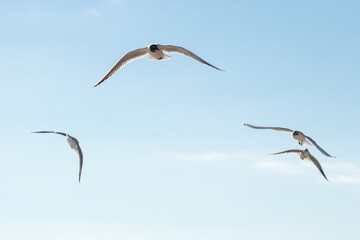Flock of seagulls in flight looking for foodhunting.