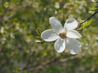 コブシ　白い花