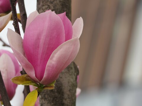 マグノリア　ピンクの花