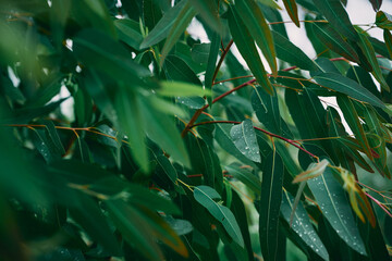 Eucalyptus leaves. branch eucalyptus tree nature background