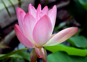 Obraz premium pink lotus flower