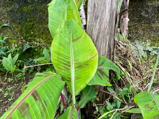 Banana tree leaves with unique reddish-brown patterns. Natural tropical foliage with a concrete wall background, highlighting the plant's texture