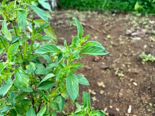 asian basil plant or thai basil plant with bright green leaves