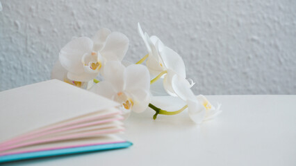 Fototapeta na wymiar Paper note pad on white table with magnolia flowers. Holiday, planning photography concept with copyspace. Flower with open notebook on whiten table