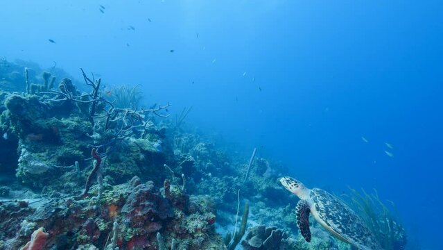 Seascape with Hawksbill Sea Turtle in the Caribbean Sea, Curacao