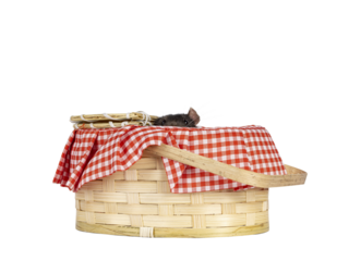 Cute dark brown pet rat, sitting in small picnic basket. Looking over edge towards camera with beady eyes. Isolated cutout on a transparent background.