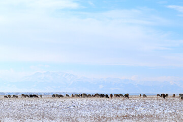 a herd of sheep in a winter meadow against the background of mountains