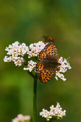 Mädesüß-Perlmuttfalter oder Violetter Silberfalter (Brenthis ino)	
