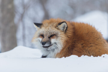 Fox and Snow