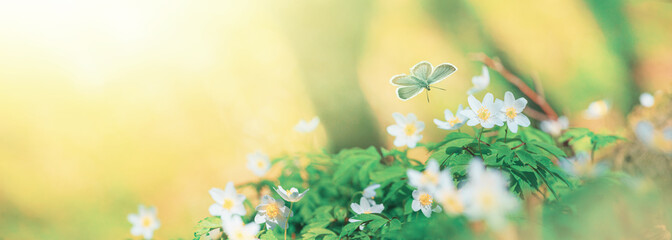Spring landscape, banner, panorama - view of the anemone nemorosa in the spring forest in the rays...