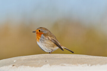 Fauna in the marshes of the Albufera of Valencia, Spain