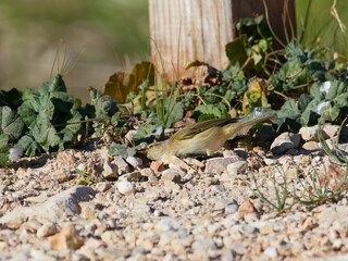 Fauna in the marshes of the Albufera of Valencia, Spain