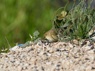 Fauna in the marshes of the Albufera of Valencia, Spain