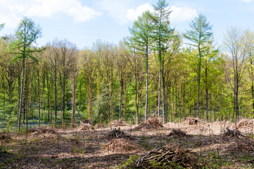Sunlight is breaking through the leaf-filled canopies of the trees that comprise the Hallerbos in Belgium