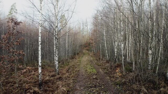 Epic nature landscape from a Swedish birch forest and a small road during late autumn.