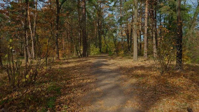 view on the footpath in autumn forest pines and deciduous in sunny day bright landscape without people