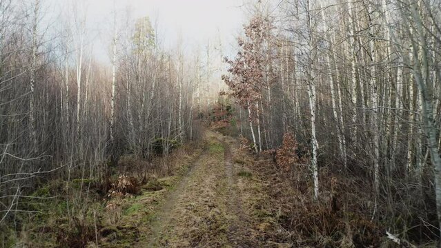 Epic nature landscape from a Scandinavian birch forest and a small road during late autumn.