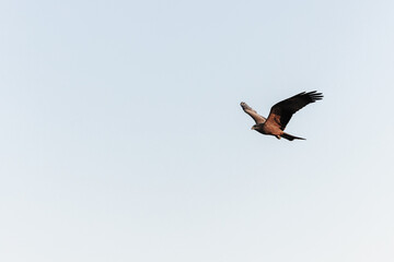 Falcon flying in the sky near Kom Ombo, Egypt