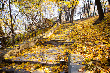 Fototapeta na wymiar autumn park in yellow fallen leaves