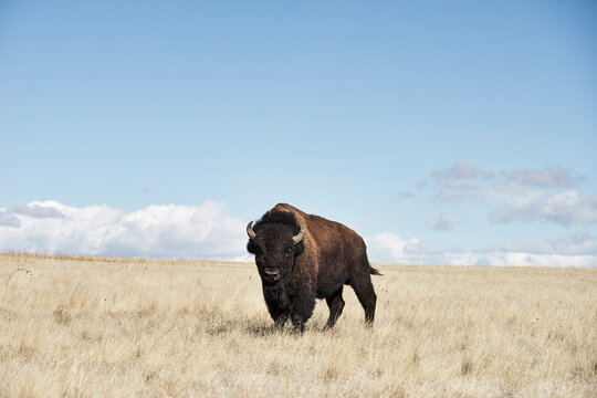 Portrait of American bison standing on grassy field against blue sky