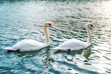 Swans swimming on the water in nature. Swan fidelity
