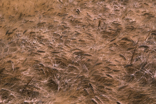 Wheat blowing in the wind, USA.