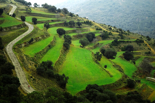 A person in the far distance travels up a winding road beside green, terraced hills in Mata Solana, Spain.