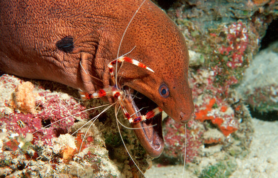 Cleaner shrimp cleaning Yellow-margined moray, Stenopus hispidus, Gymnothorax flavimarginatus, Maldives Island, Indian Ocean