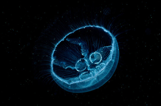 Moon Jellyfish, Aurelia aurita, Norway, Atlantic ocean, north atlantic ocean