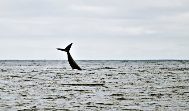 sperm whale diving after breach with tail exposed above water level