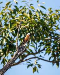 Collared falconet or Microhierax caerulescens closeup perched on tree at dhikala campus of jim corbett national park or tiger reserve uttarakhand india asia