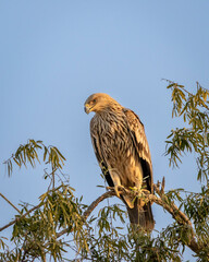 eastern imperial eagle or aquila heliaca bird with face expression in golden hour light at jorbeer conservation reserve bikaner rajasthan india asia