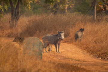 Indian boar or Andamanese or Moupin pig or wild boar Sus scrofa cristatus a dangerous animal on forest track or road at panna national park forest tiger reserve madhya pradesh india asia