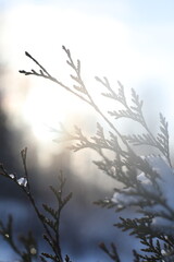 Top branches covered with snow against sunny sky, frozen trees in the forest sky background