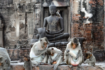 Fototapeta na wymiar Lopburi, la città delle scimmie, thailandia. 