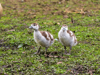Egyptian Goose Gosling