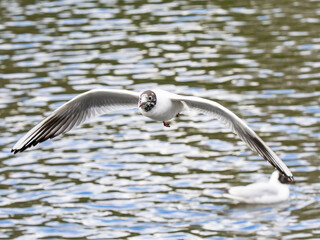 Black-headed Gull Flying Over Water