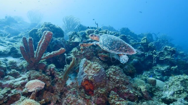 Seascape with Hawksbill Sea Turtle in the Caribbean Sea, Curacao