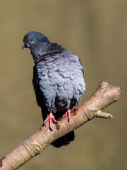 Pigeon Perched on a Branch in Water