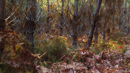 Obraz premium Forêt des Landes de Gascogne en plein hiver, illuminée par la lumière du soleil couchant