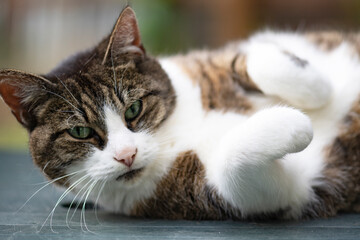 Liegende getigerte Hauskatze auf der Terrasse