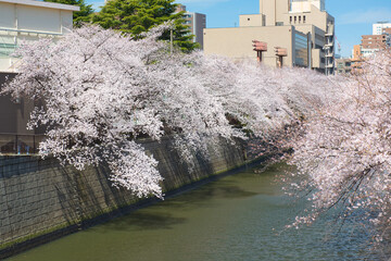 Naklejka premium Cherry Blossoms along Meguro River