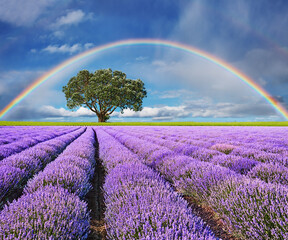 Rainbow over lavender field - 558889729