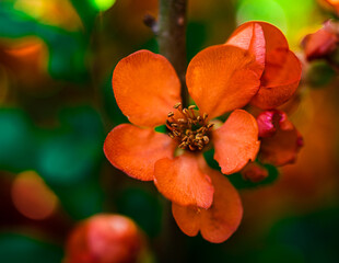 czerwony kwiat kwitnącego pigwowca  (Chaenomeles)